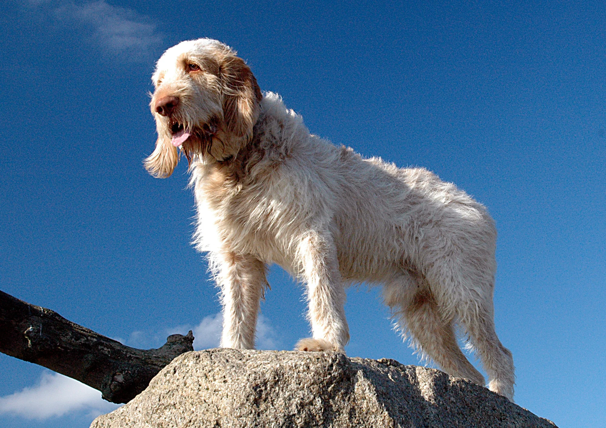 Chien de race Spinone