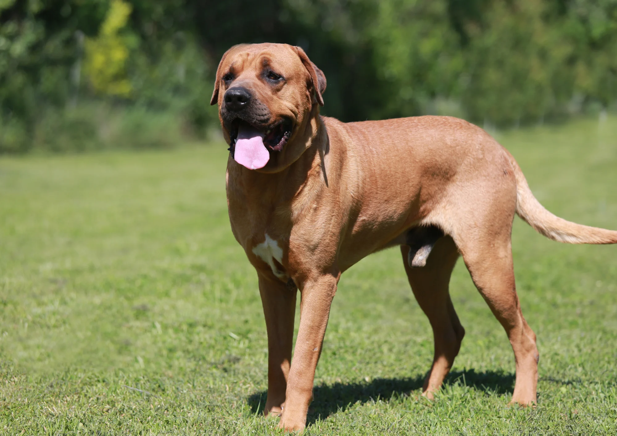 Chien de race Tosa