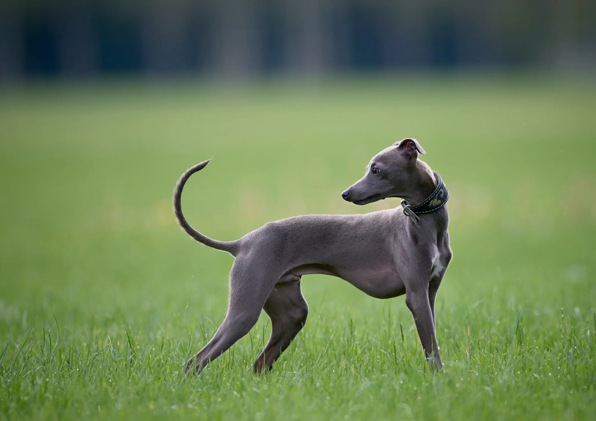 Chien de race Whippet