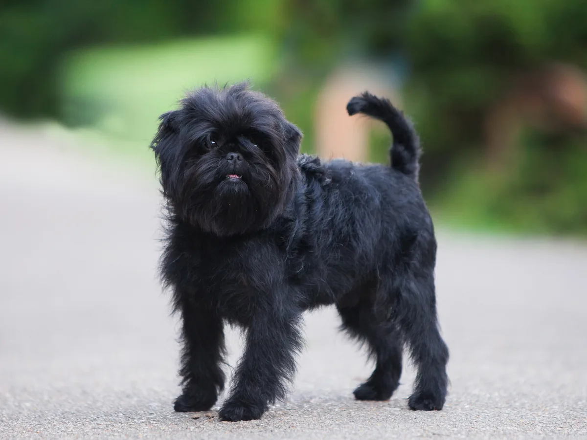 Chien de race Affenpinscher