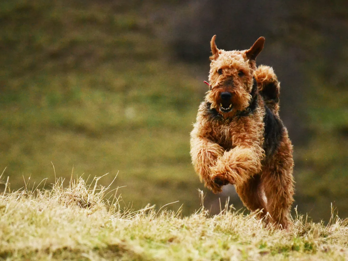 Chien de race Airedale Terrier