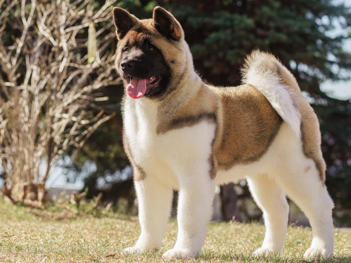 Chien de race Akita américain