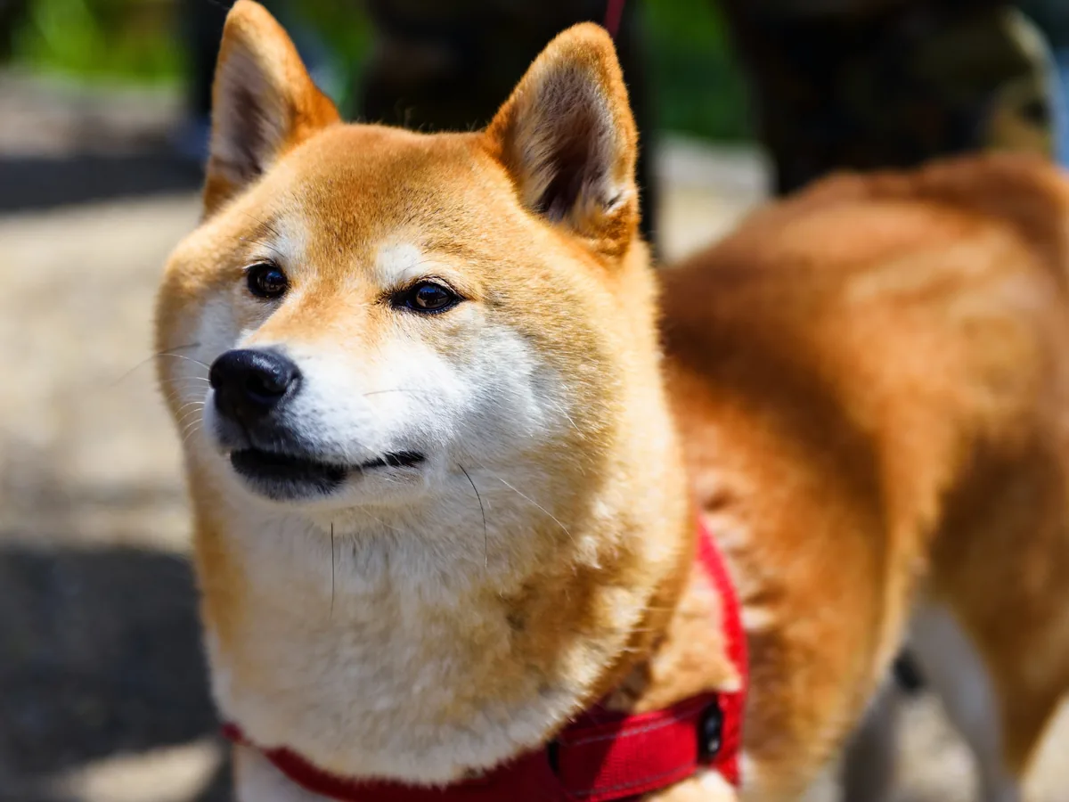 Chien de race Akita