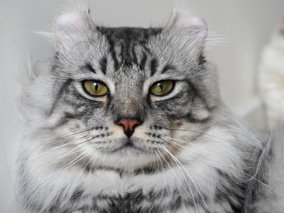 American Curl à poil court