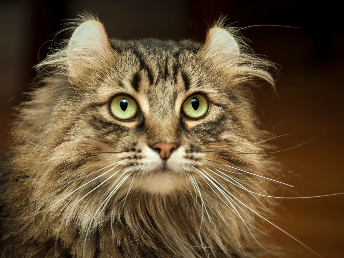 American Curl à poil long