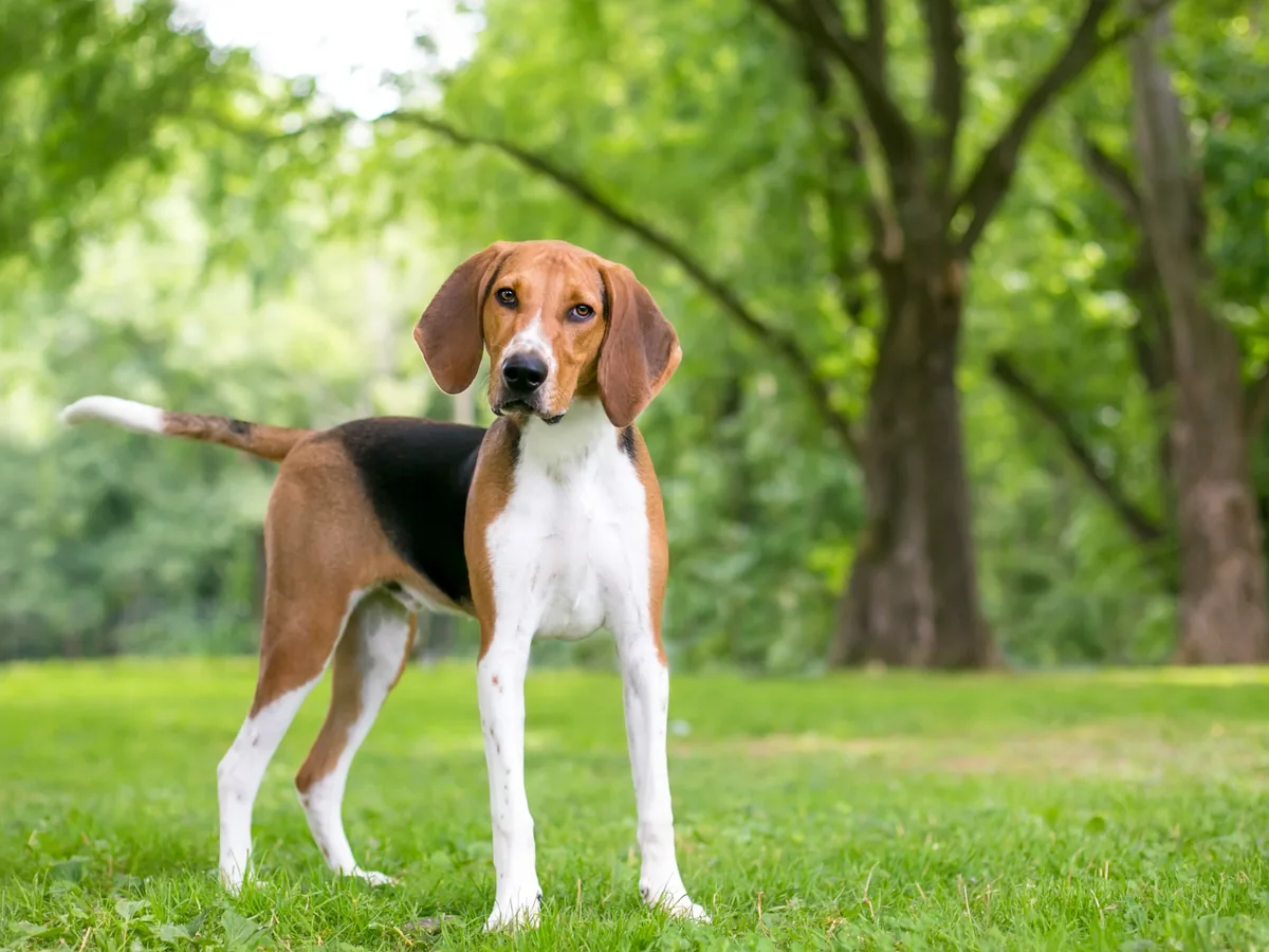 Chien de race American Foxhound