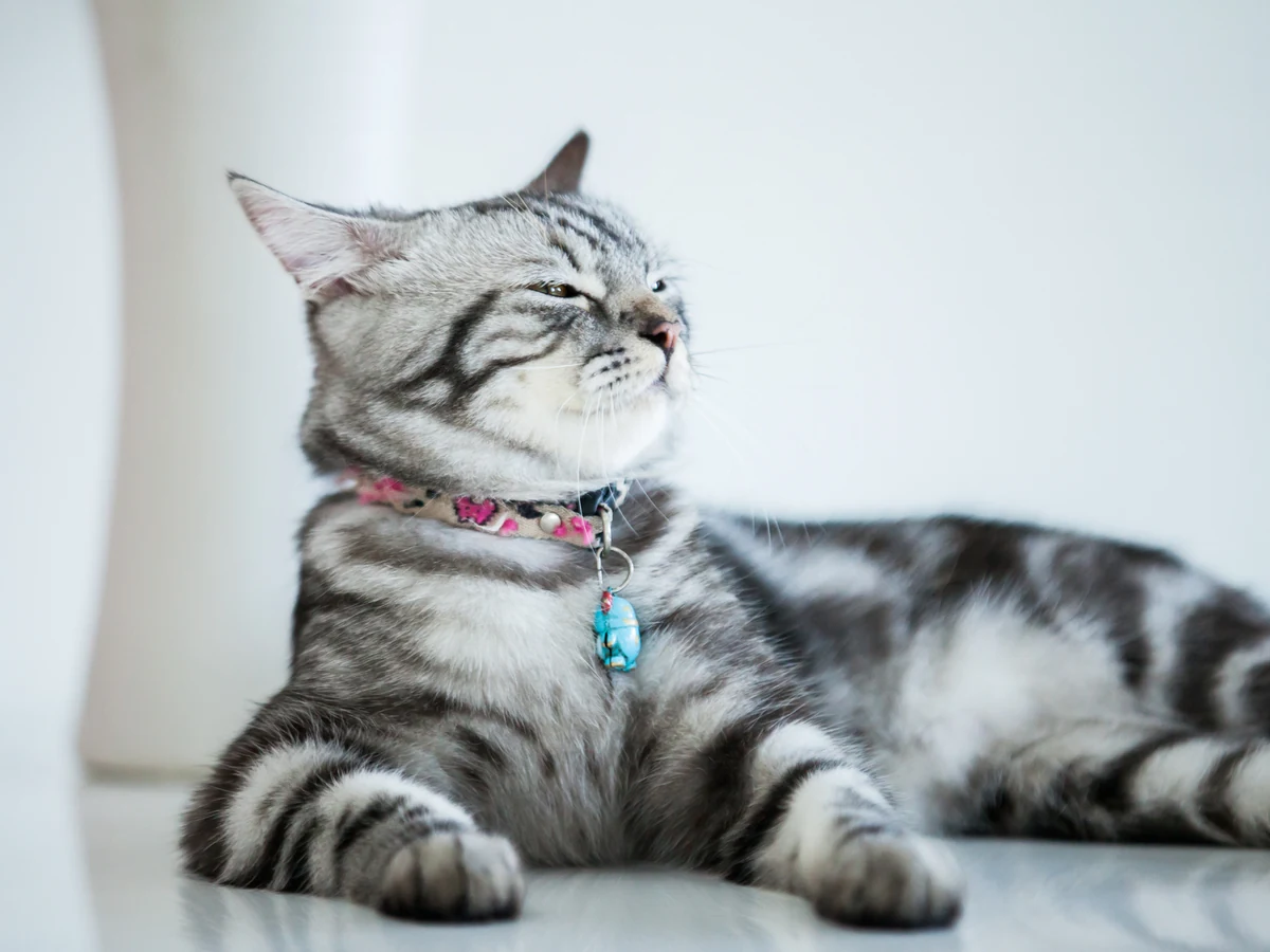 American Shorthair