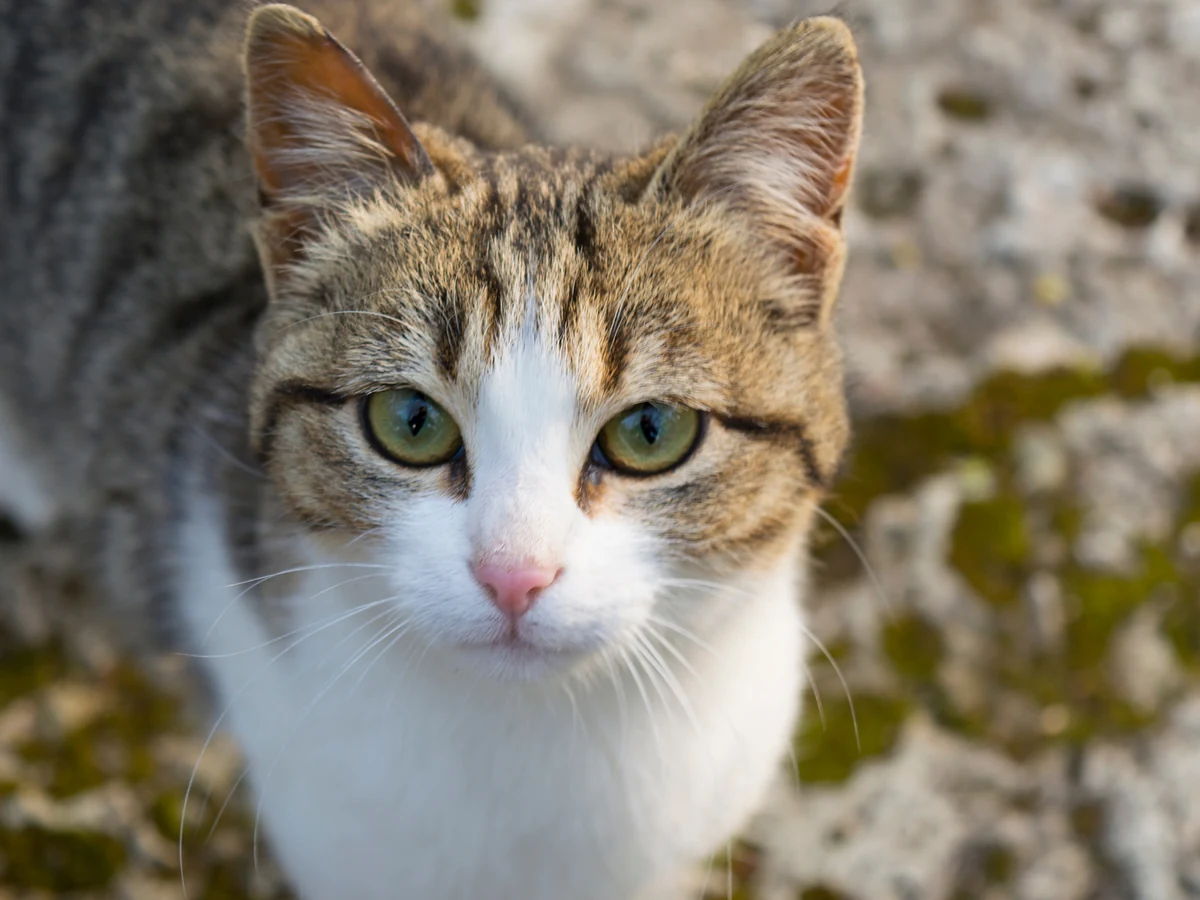 American Wirehair