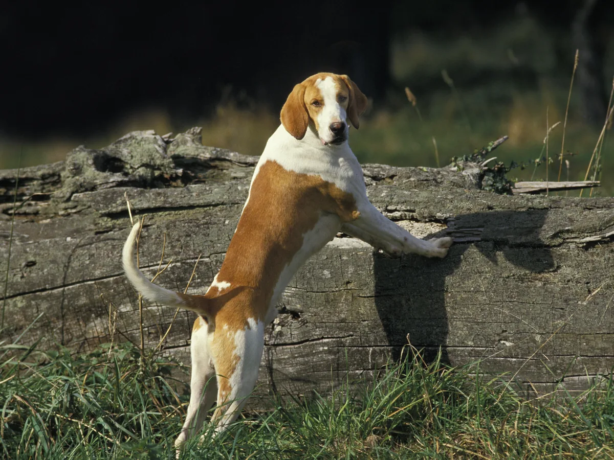 Chien de race Anglo-Français de petite vénerie