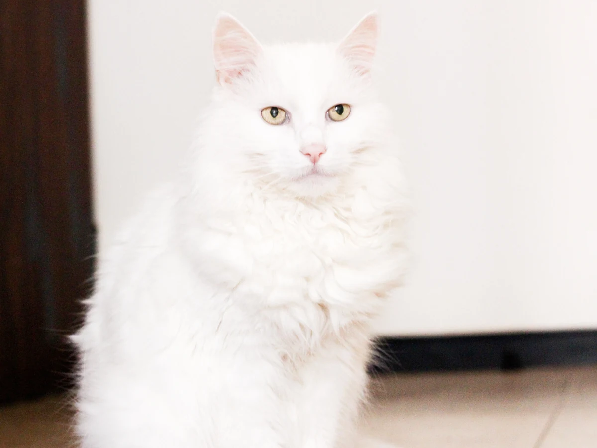 Angora turc