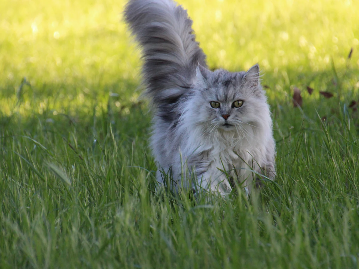 Asian Longhair