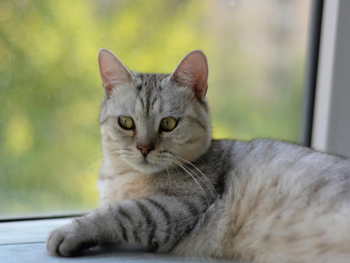 Asian Shorthair
