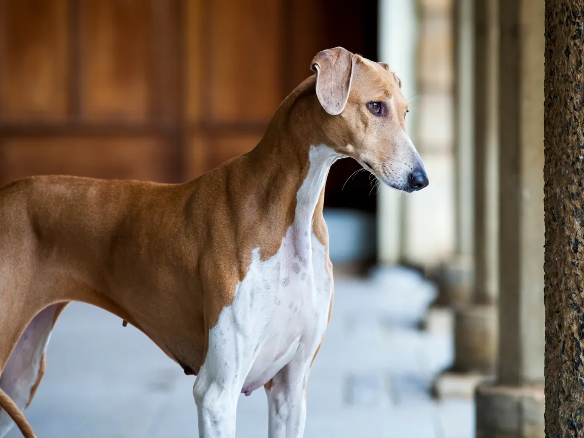 Chien de race Azawakh
