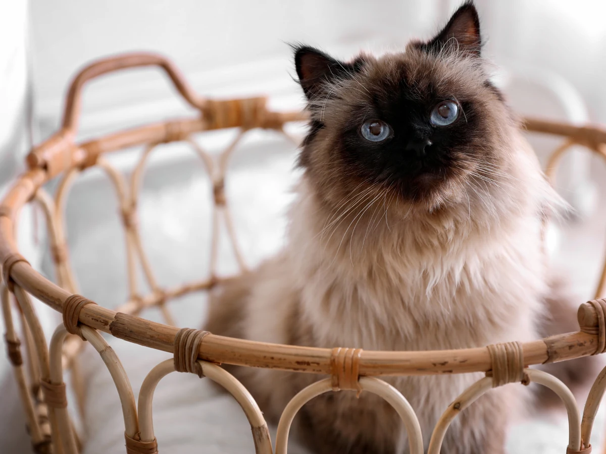Chat Balinais