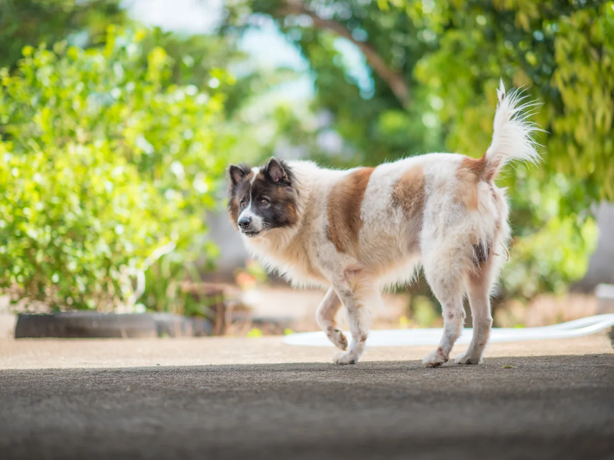 Chien de race Bangkaew de Thaïlande