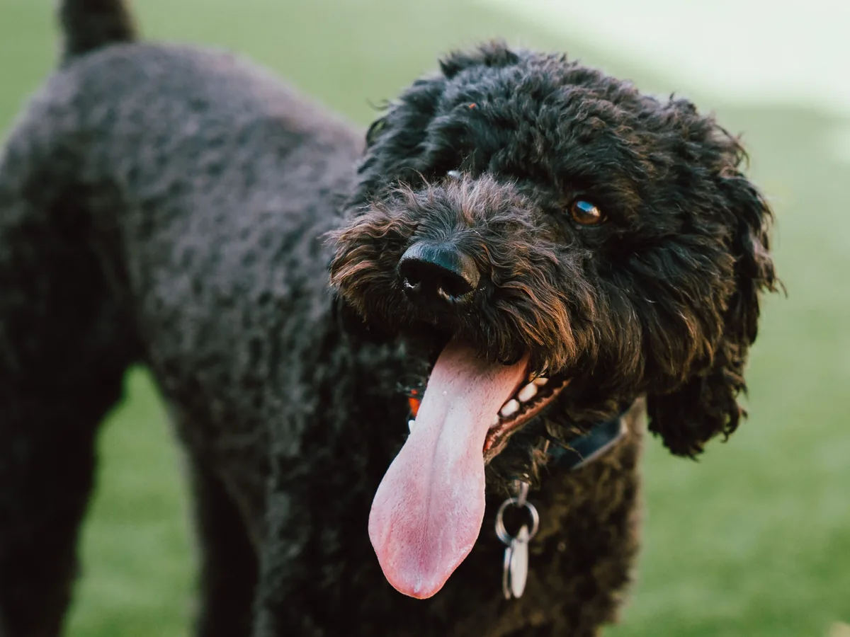 Chien de race Barbet