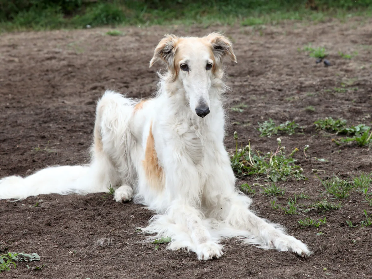 Chien de race Barzoï
