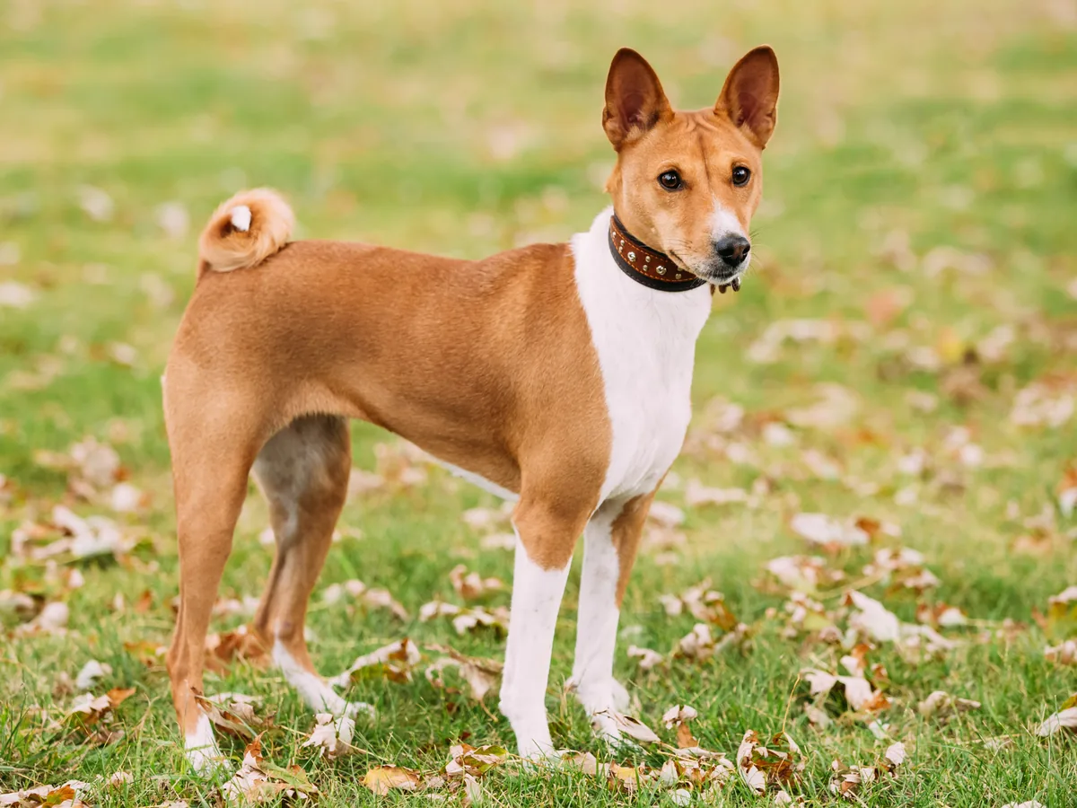 Chien de race Basenji