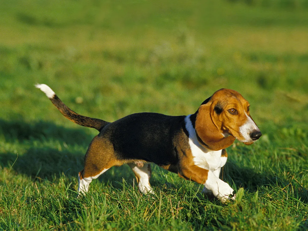 Chien de race Basset Artésien Normand