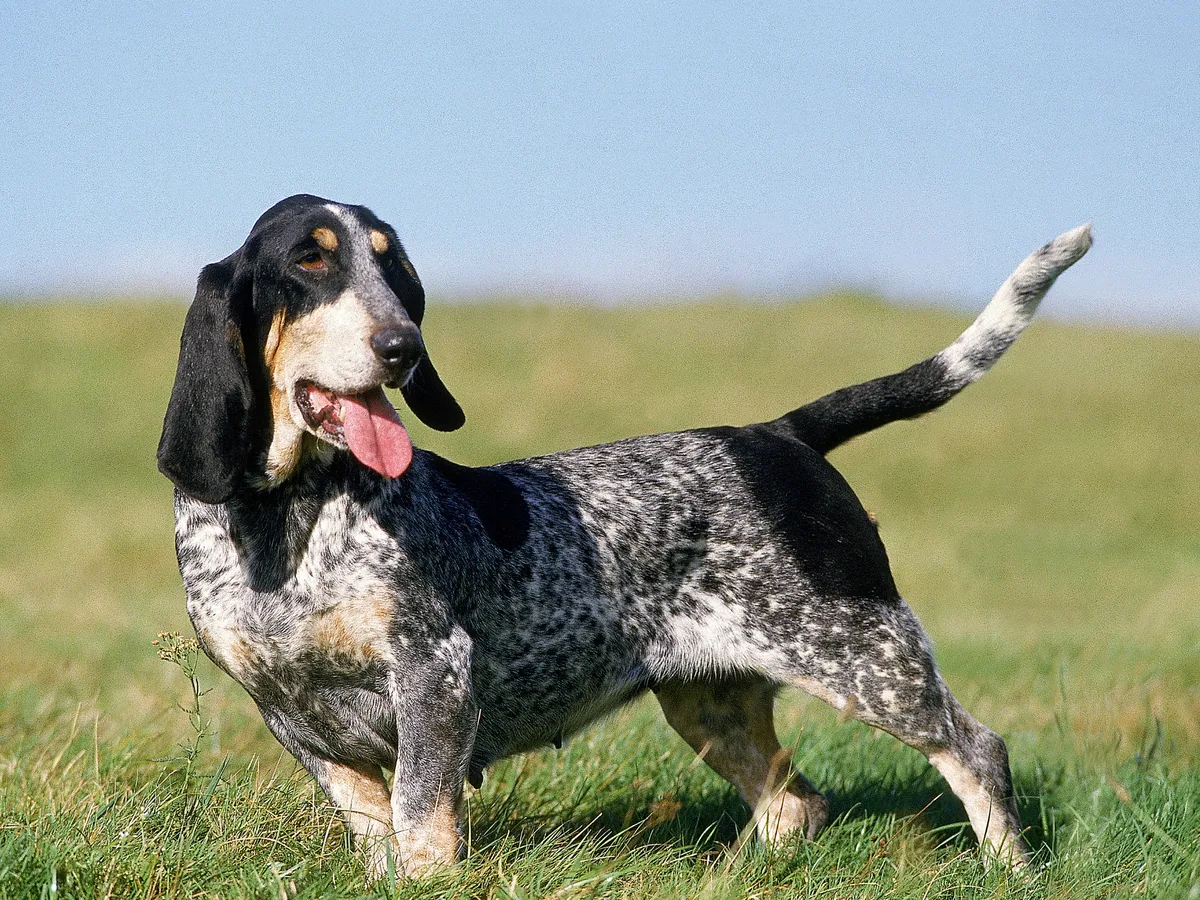 Chien de race Basset Bleu de Gascogne