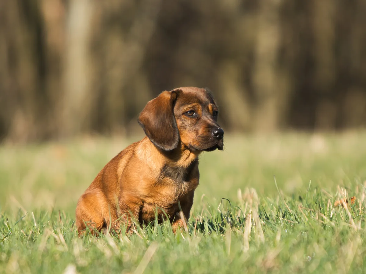 Chien de race Basset des Alpes