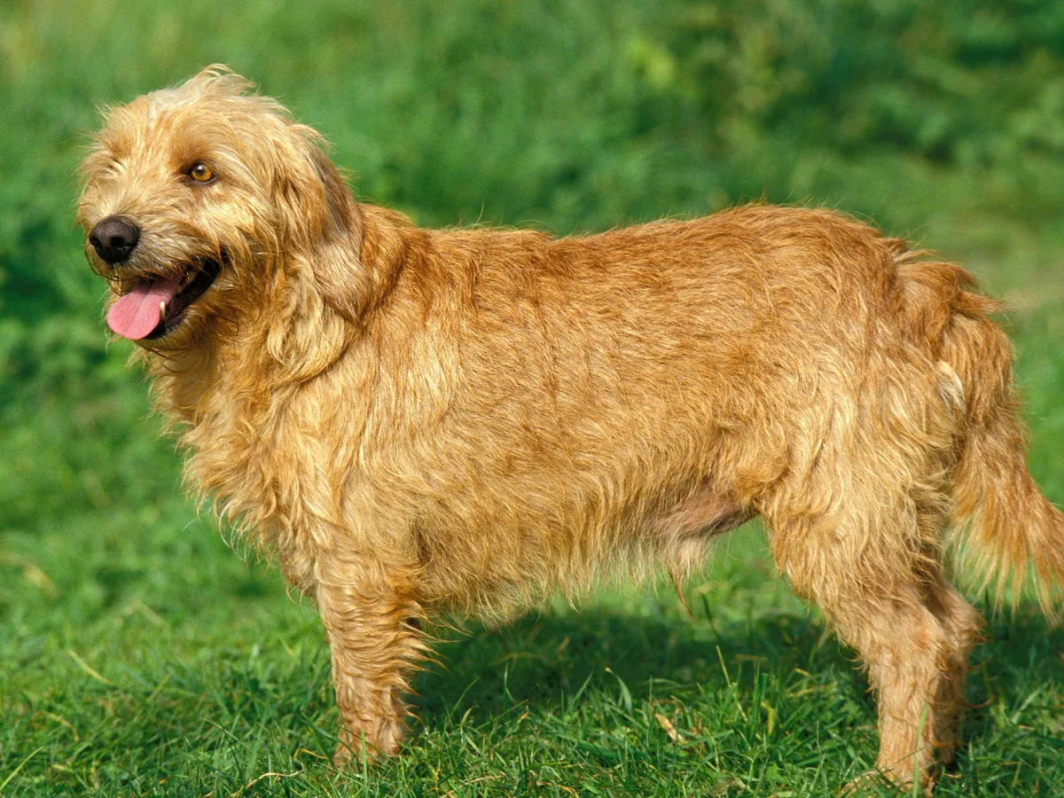 Chien de race Basset Fauve de Bretagne