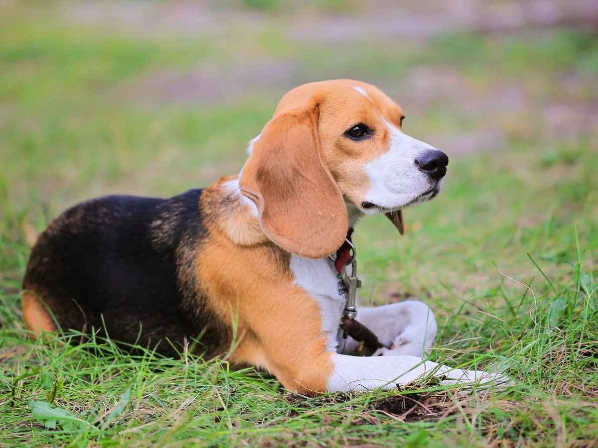 Chien de race Beagle-Harrier
