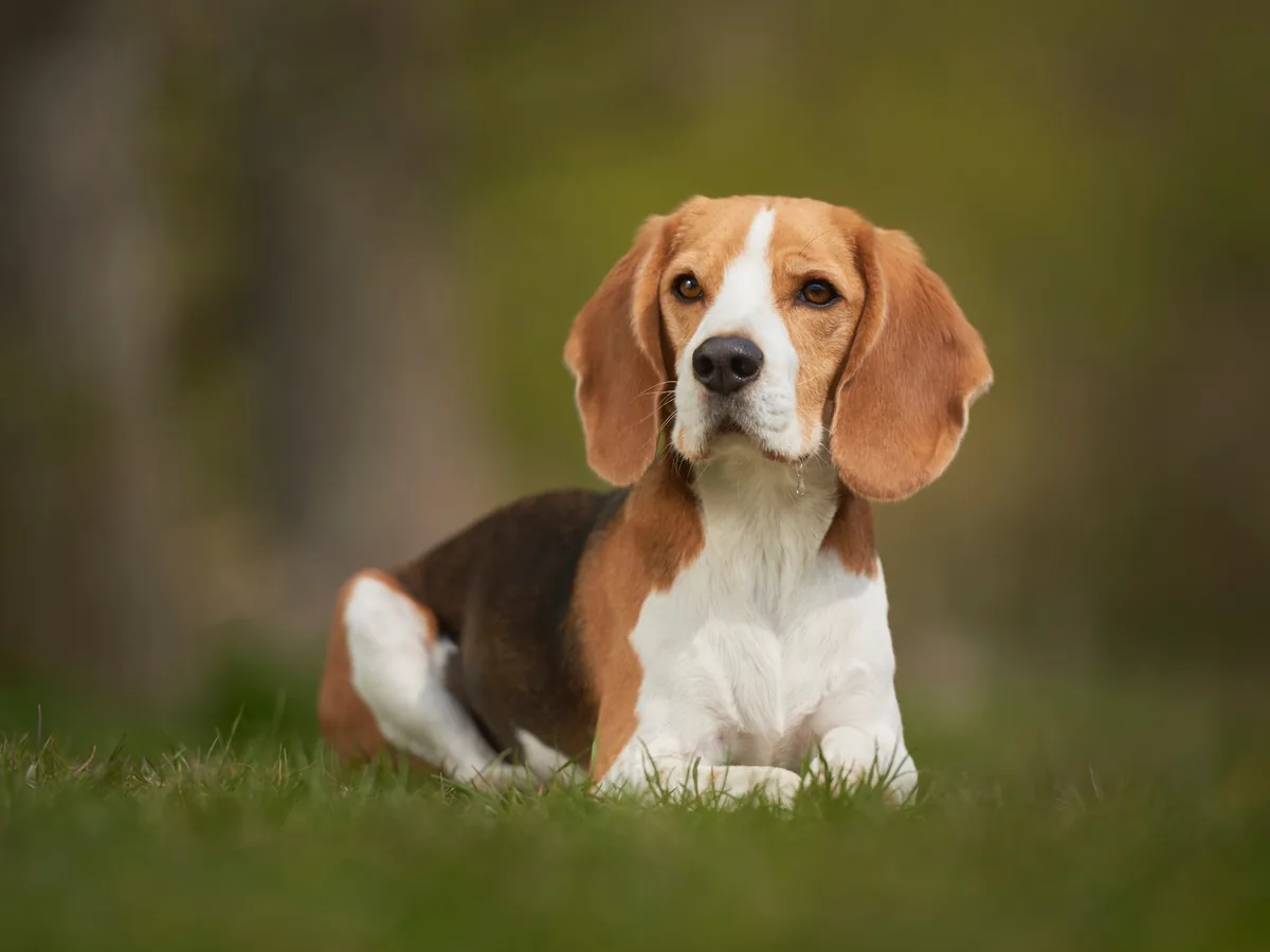 Chien de race Beagle