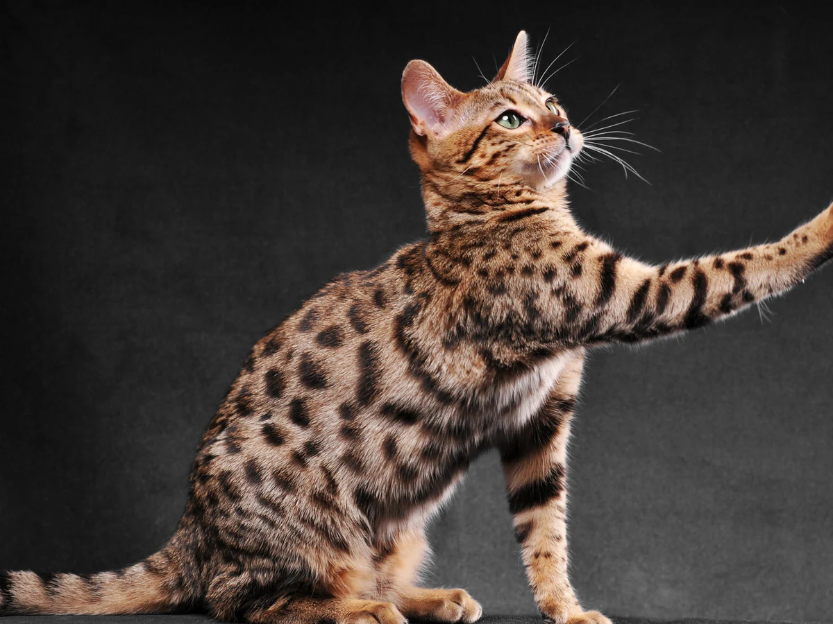 Chat Bengal