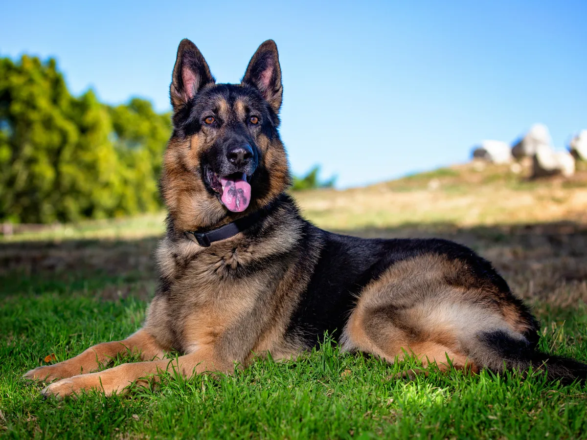 Chien de race Berger allemand