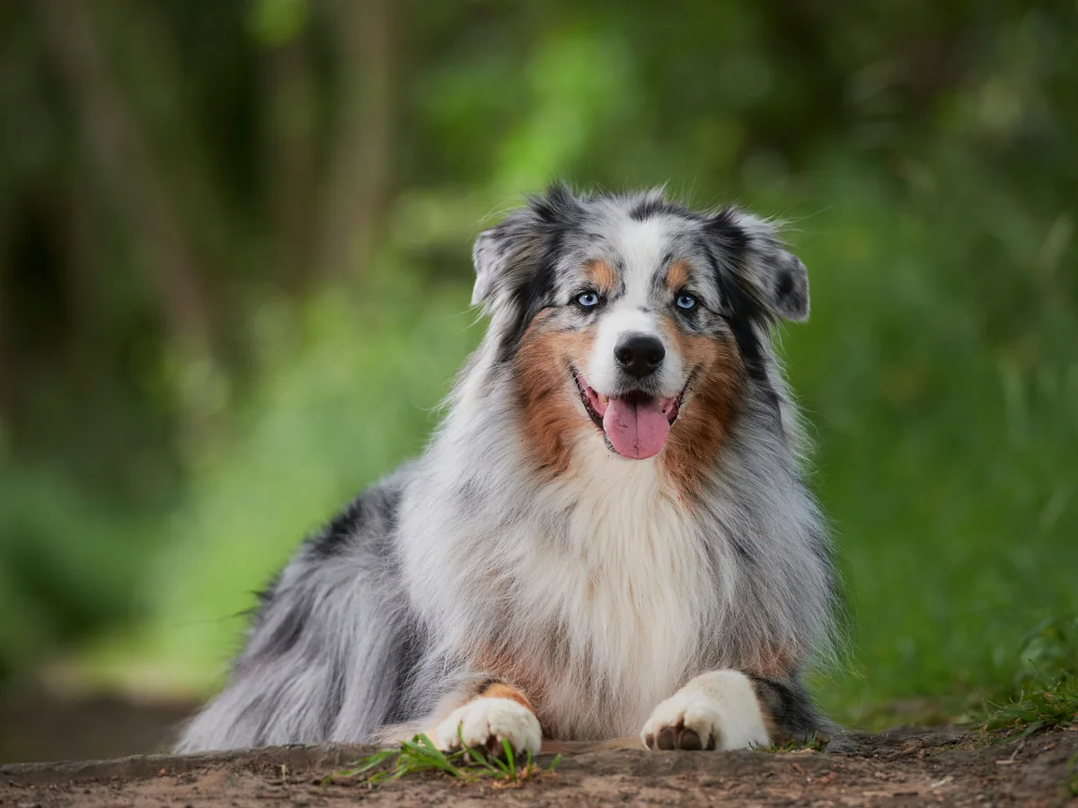 Berger australien bleu merle couché dans un environnement boisé