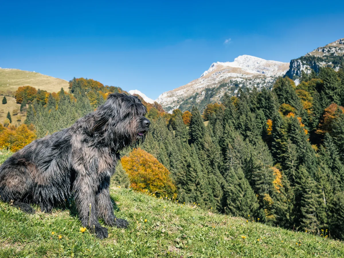 Chien de race Berger bergamasque