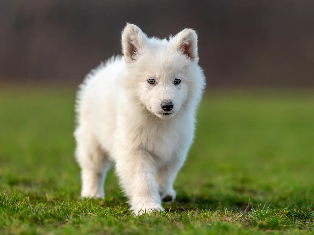 Chien de race Berger blanc suisse