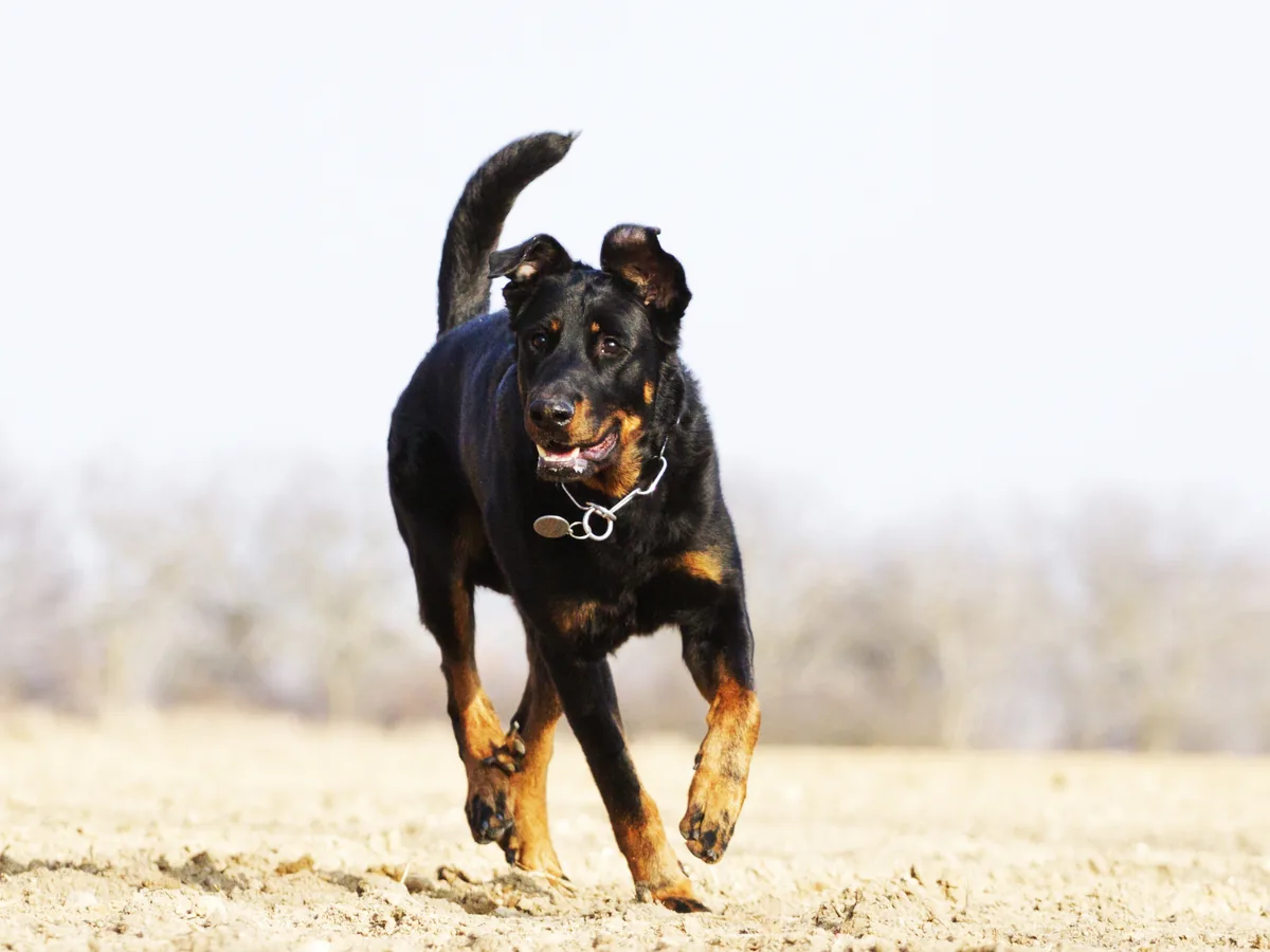 Chien de race Berger de Beauce