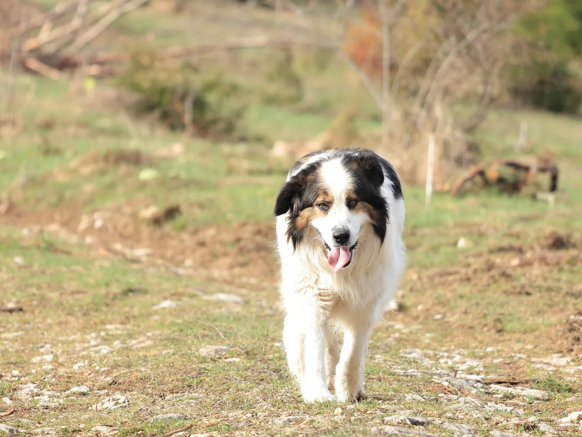 Chien de race Berger de Bosnie-Herzégovine et de Croatie