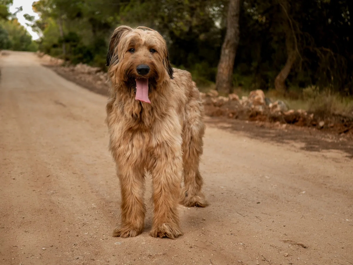 Chien de race Berger de Brie