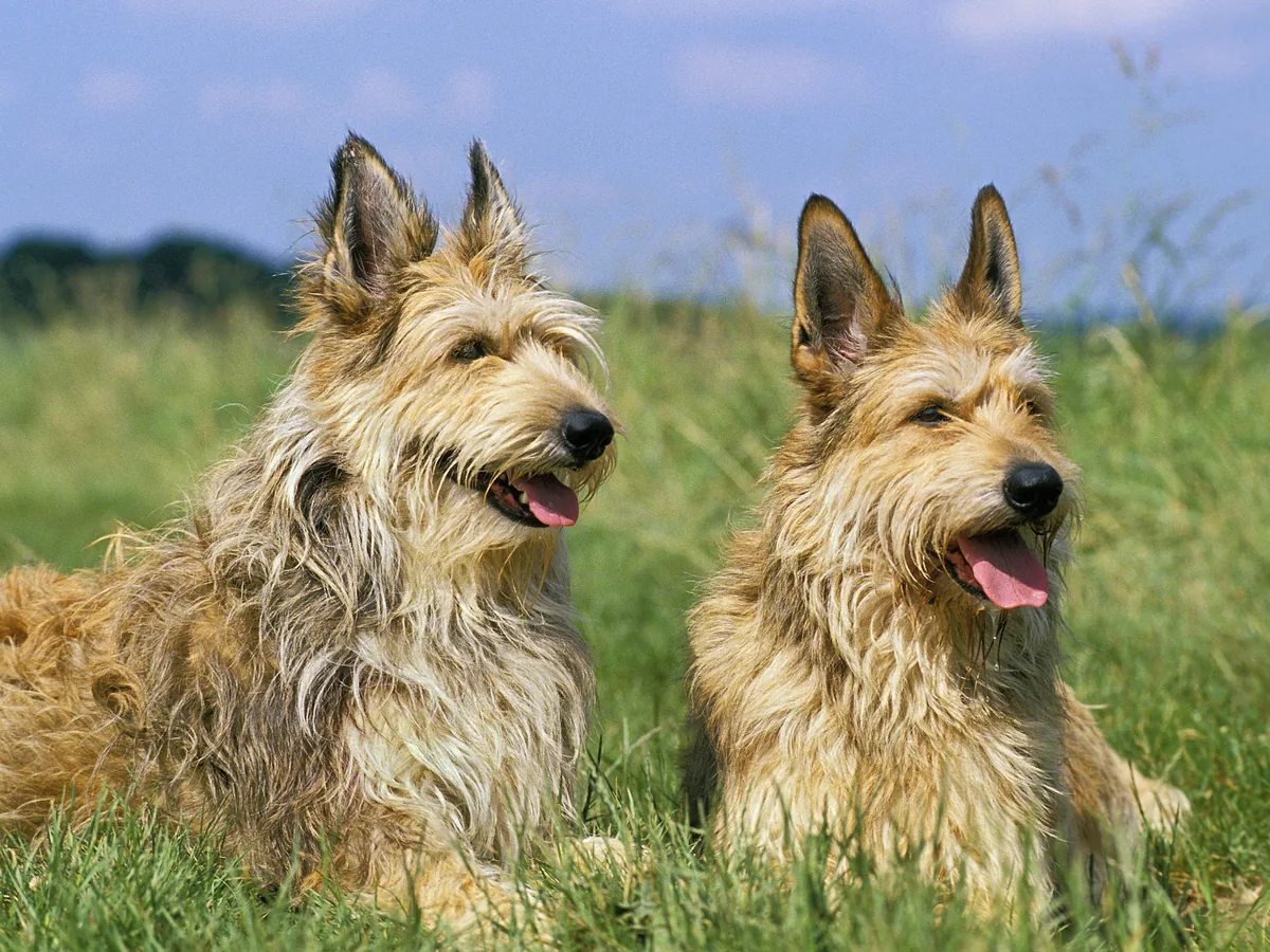 Chien de race Berger de Picardie