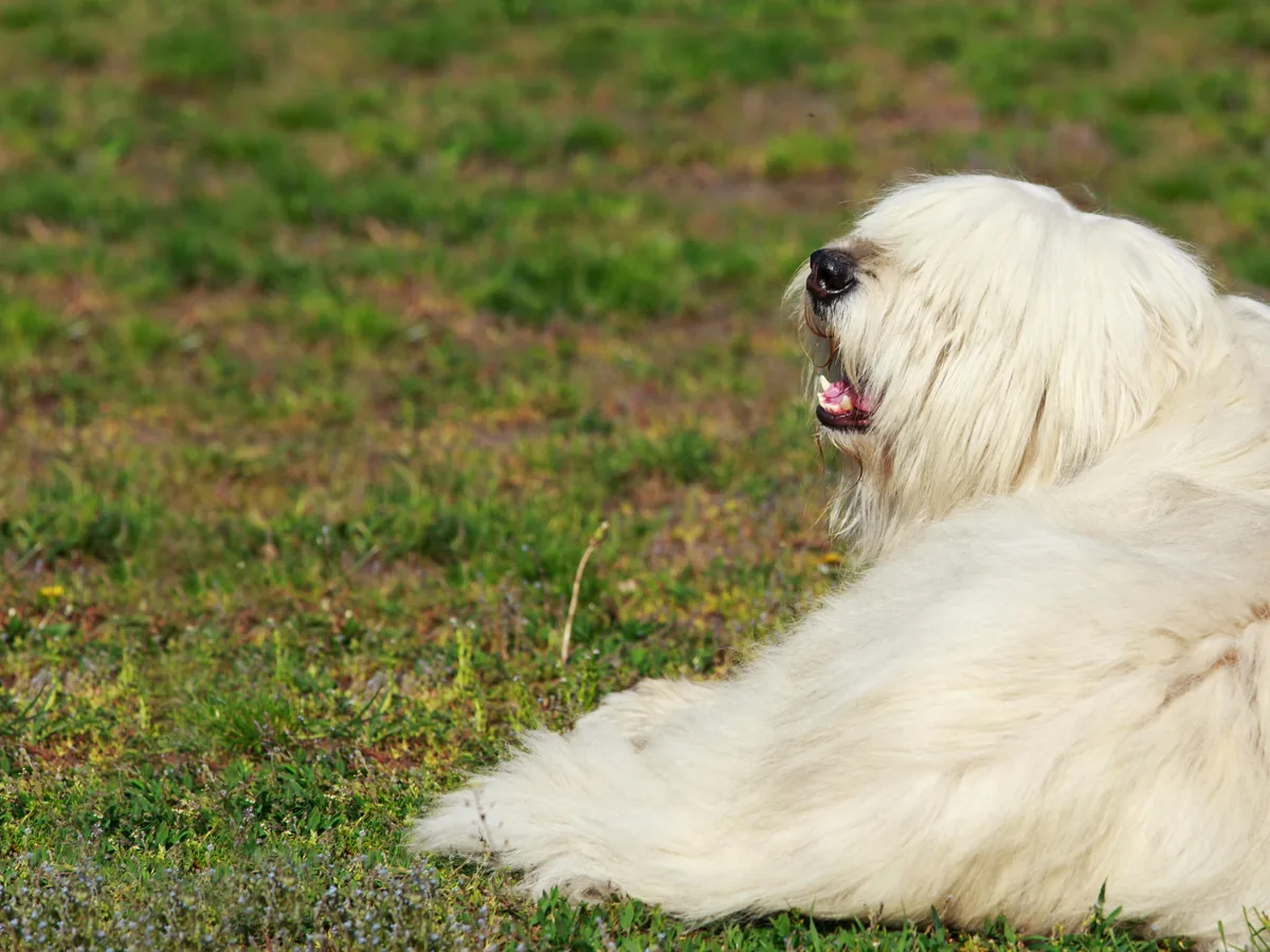 Berger de Russie méridionale blanc couché dans l’herbe