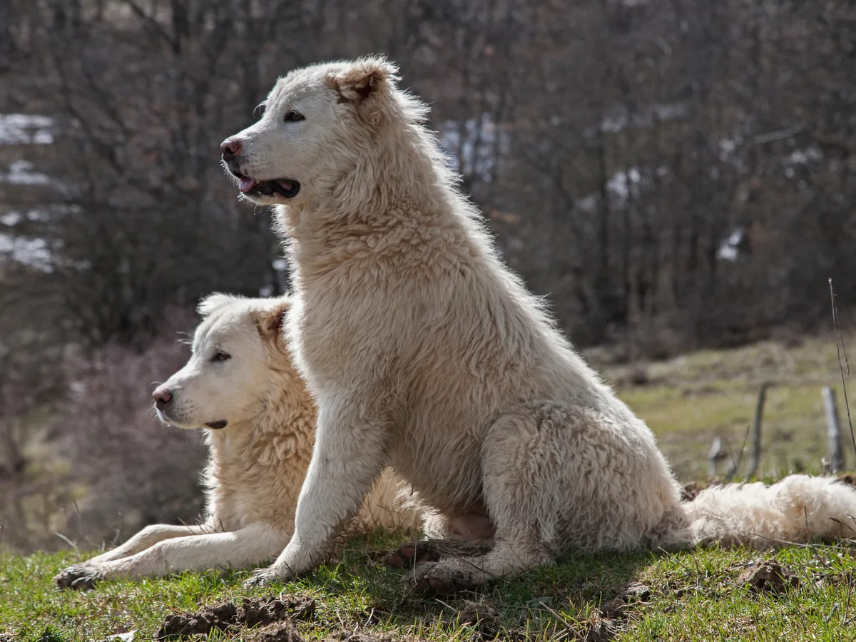 Deux Bergers des Abruzzes et de la Maremme blancs dans un paysage de montagne