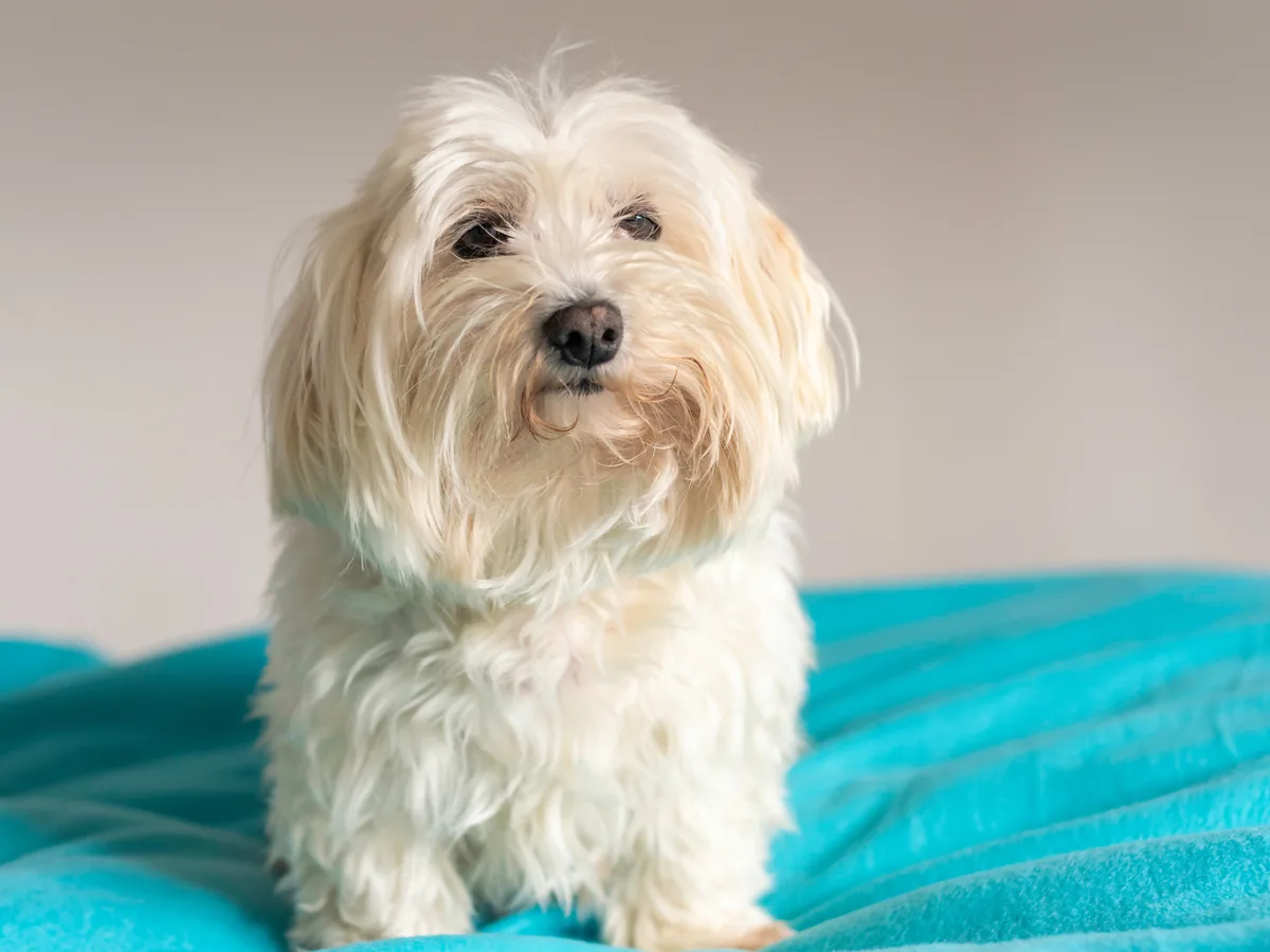Bichon à poil frisé blanc debout sur une couverture bleue