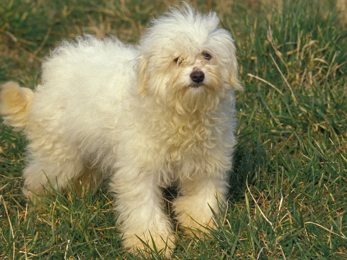 Bichon bolonais blanc au pelage bouclé debout dans l’herbe