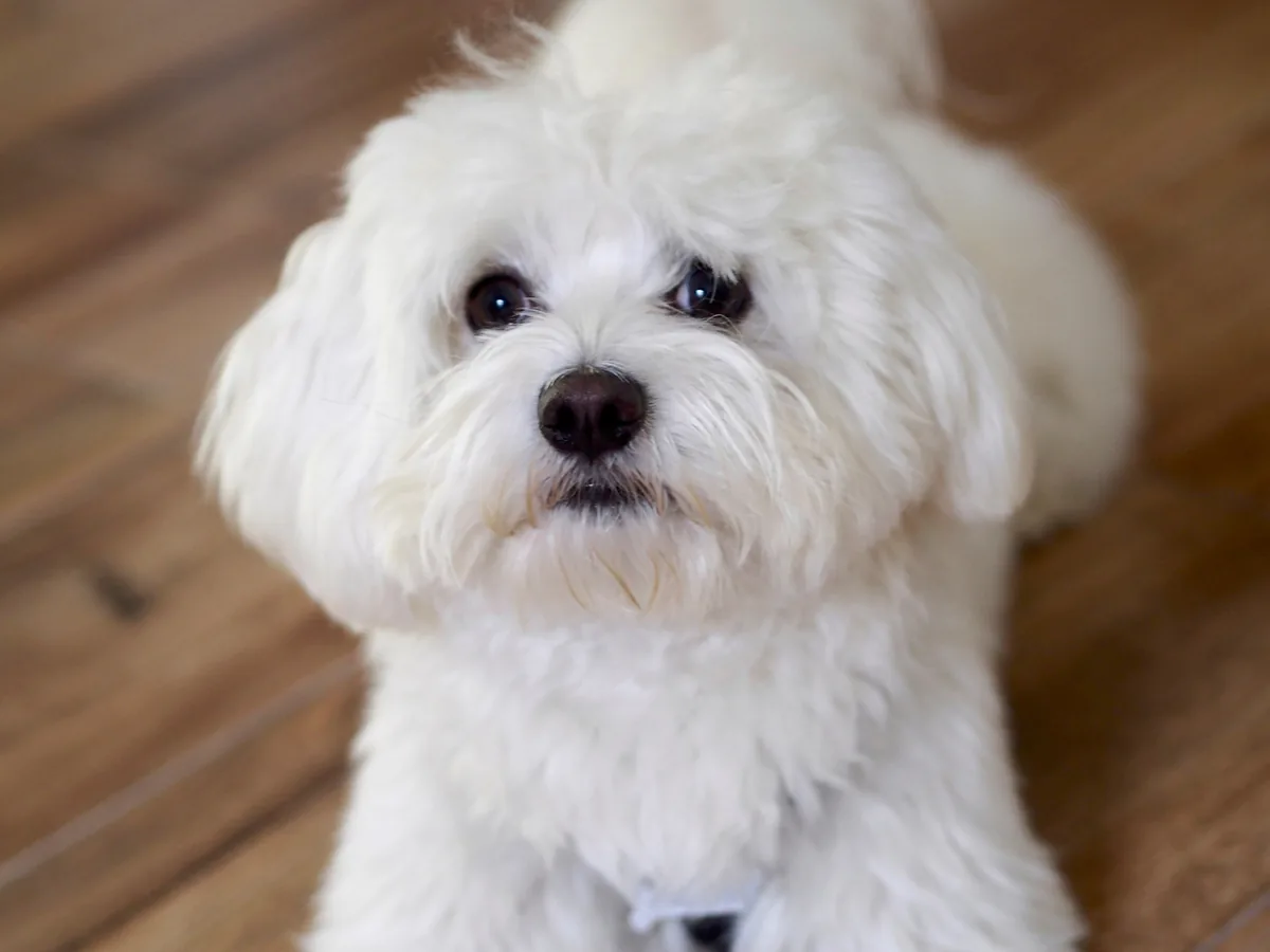 Bichon maltais blanc photographié en intérieur