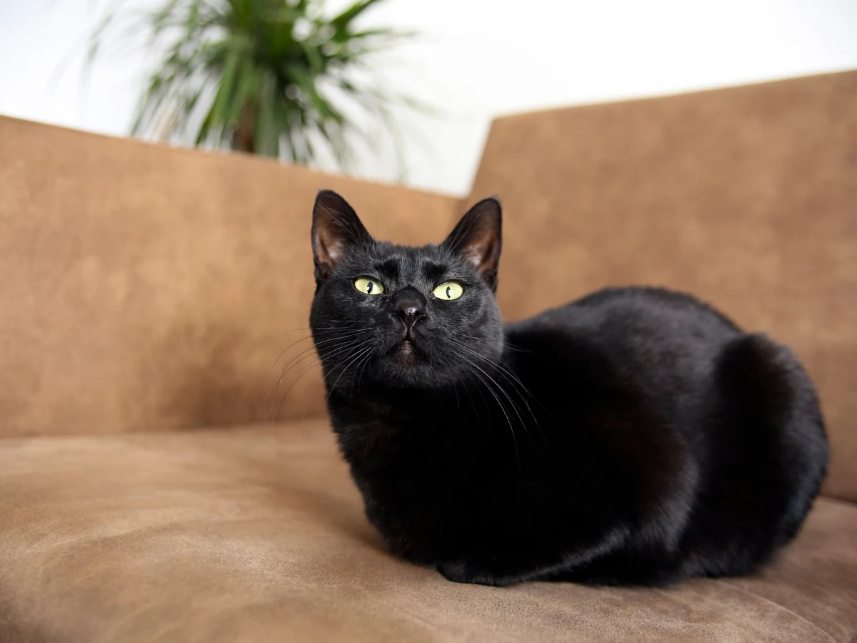 Chat Bombay