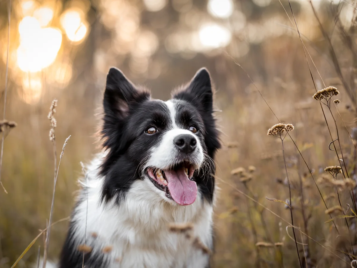 Border Collie noir et blanc dans une prairie