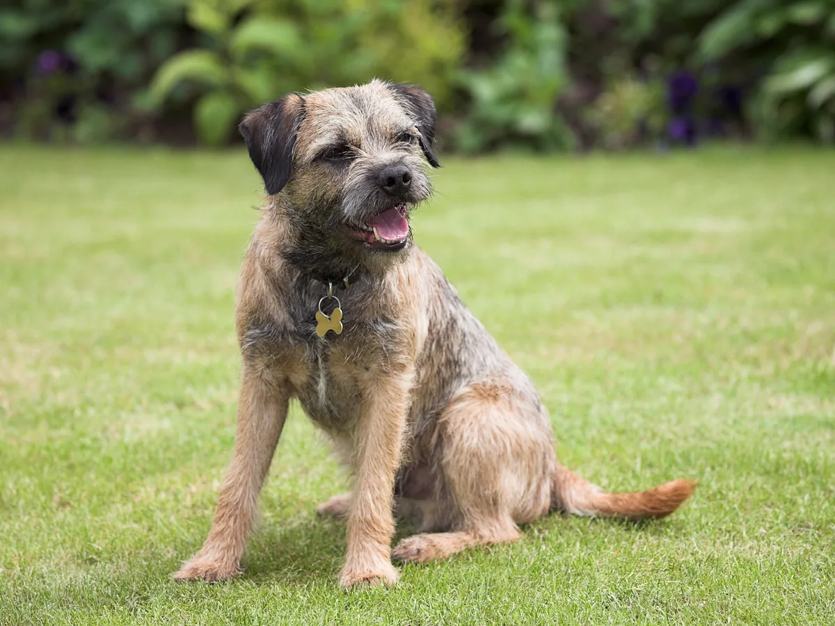 Border Terrier assis sur une pelouse