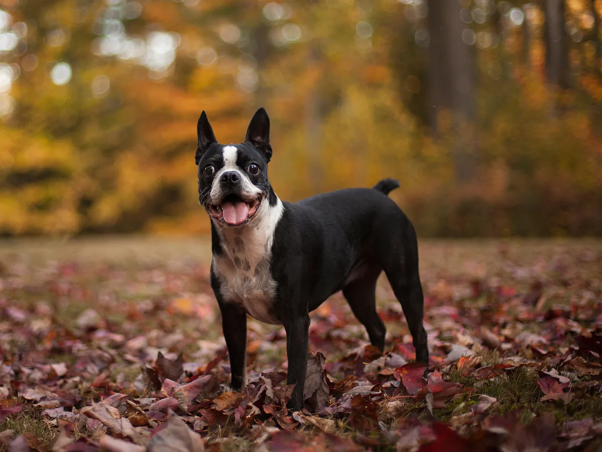 Boston Terrier noir et blanc debout dans un décor automnal