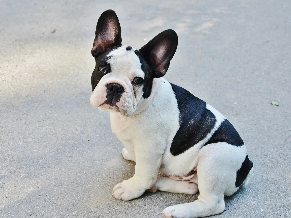 Bouledogue français noir et blanc assis