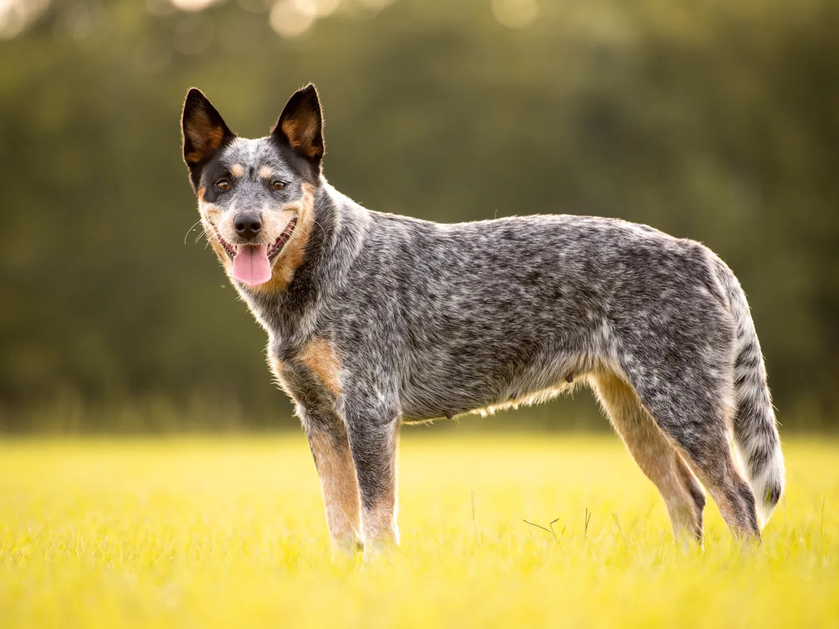 Bouvier australien bleu moucheté debout dans un champ