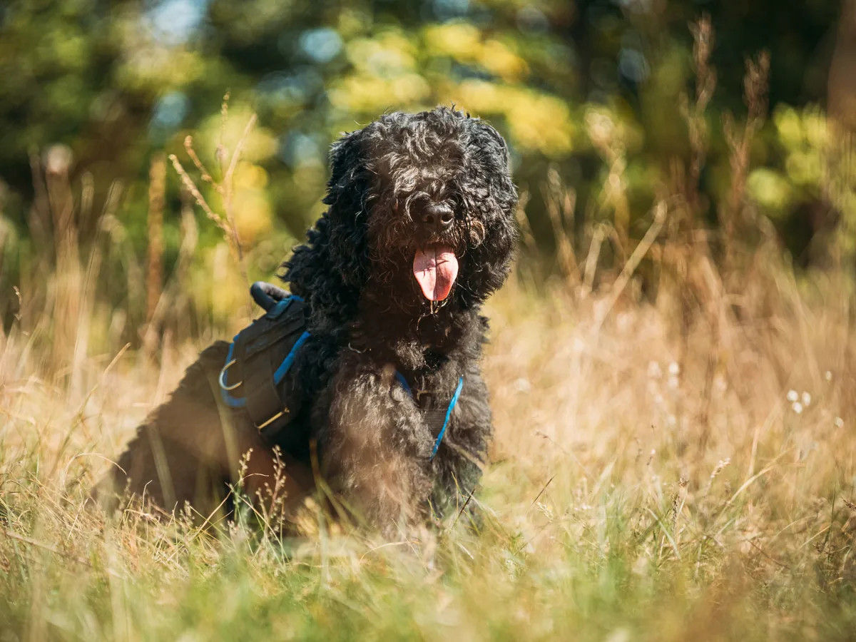 Bouvier des Flandres noir au pelage bouclé dans une prairie