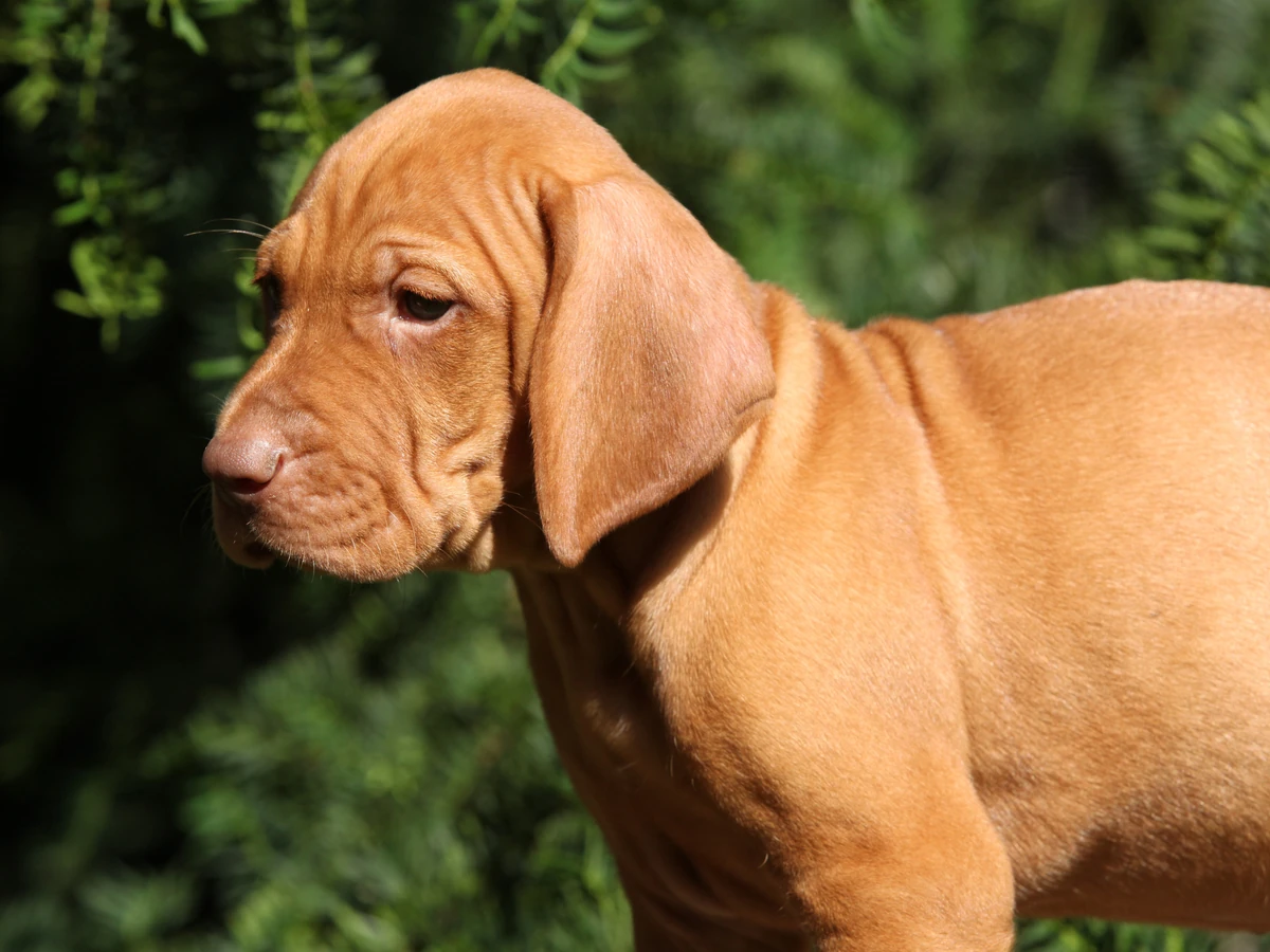 Braque hongrois à poil court (Vizsla)